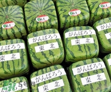 方形西瓜是如何種出來的？方形西瓜是怎么長成的