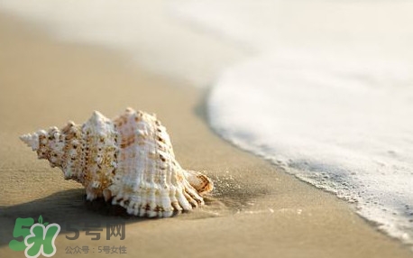 海螺是蒸還是煮？海螺的尾部是黃還是屎