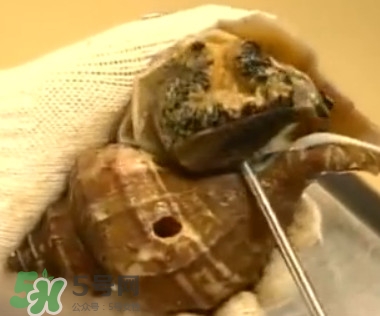 海螺怎樣吃才正確圖解？海螺哪里不能吃圖示