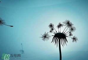 蒲公英開花了還能吃嗎？蒲公英開花的好還是不開花的好？