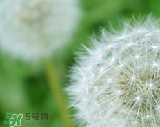 蒲公英開花了還能吃嗎？蒲公英開花的好還是不開花的好？