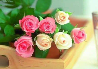 父親節(jié)可以送花嗎？父親節(jié)送什么花最合適？