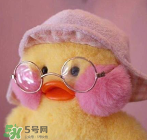 cafemimi玻尿酸鴨哪里有？cafemimi玻尿酸鴨怎么買？