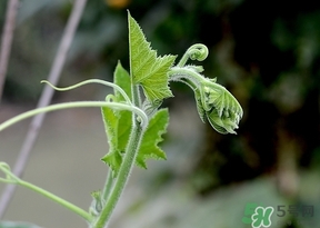 南瓜藤的葉子可以吃嗎？南瓜藤葉子上的絨毛可以吃嗎？