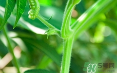 南瓜藤絨毛怎么去除？南瓜藤絨毛去除方法