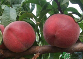 毛桃和雞蛋能一起吃嗎？吃完毛桃可以吃雞蛋嗎？