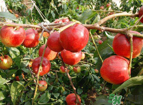 油桃和西紅柿能一起吃嗎？毛桃和西紅柿能一起吃嗎？