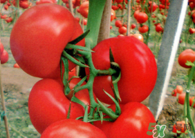 油桃和西紅柿能一起吃嗎？毛桃和西紅柿能一起吃嗎？