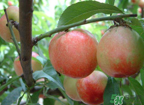 油桃和西紅柿能一起吃嗎？毛桃和西紅柿能一起吃嗎？