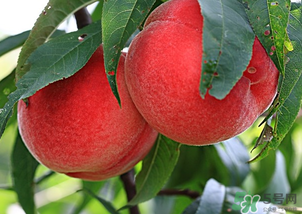 水蜜桃不能和什么一起吃？水蜜桃和什么不能一起吃？