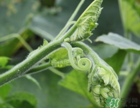 南瓜藤孕婦可以吃嗎？懷孕可以吃南瓜藤嗎？