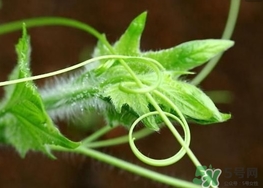 南瓜藤孕婦可以吃嗎？懷孕可以吃南瓜藤嗎？