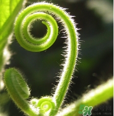 南瓜藤孕婦可以吃嗎？懷孕可以吃南瓜藤嗎？