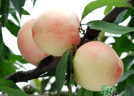 水蜜桃可以放冰箱嗎？水蜜桃放冰箱能放多久？