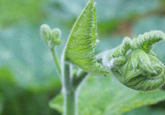 南瓜藤的葉子可以吃嗎？南瓜藤葉子上的絨毛可以吃嗎？