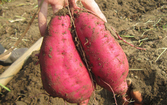 紫薯能減肥嗎？紫薯和紅薯哪個更減肥