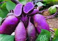 紫薯怎么做好吃？紫薯蒸多久能熟