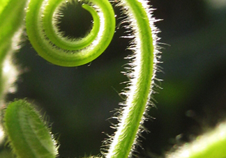 南瓜藤絨毛怎么去除？南瓜藤絨毛去除方法