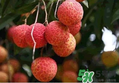 糯米糍荔枝多少錢(qián)一斤2017？糯米糍荔枝市場(chǎng)價(jià)格