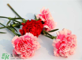 父親節(jié)可以送康乃馨嗎？父親節(jié)送康乃馨好不好？