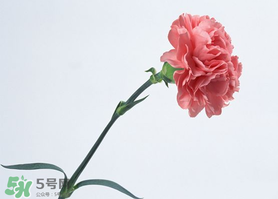 父親節(jié)可以送康乃馨嗎？父親節(jié)送康乃馨好不好？