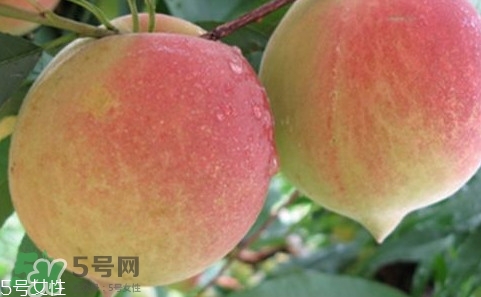 鷹嘴桃多少錢一斤2017？鷹嘴桃市場價(jià)格