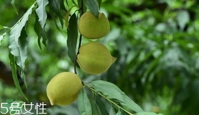 鷹嘴桃種植應(yīng)注意哪些？鷹嘴桃什么時(shí)間修剪