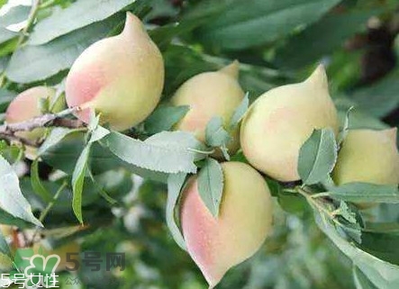 鷹嘴桃?guī)自路莩墒?？鷹嘴桃什么時候成熟