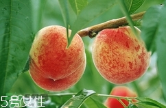 九仙桃怎么保鮮？九仙桃可保鮮多長(zhǎng)時(shí)間