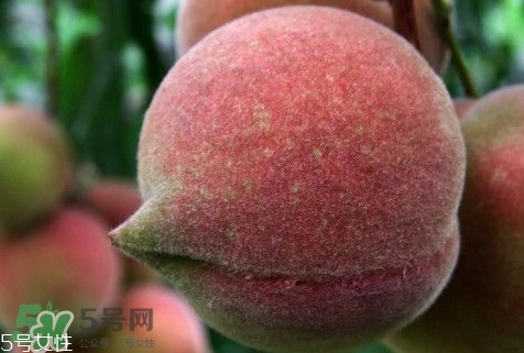 九仙桃怎么保鮮？九仙桃可保鮮多長(zhǎng)時(shí)間