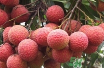 黑葉荔枝有什么功效？黑葉荔枝吃多了會(huì)怎樣？