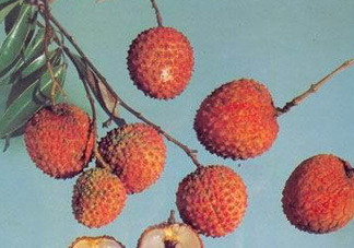 糯米糍荔枝產(chǎn)地是哪里？糯米糍荔枝上火嗎