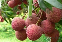 桂味和糯米糍哪個好吃？桂味荔枝和糯米糍荔枝區(qū)別