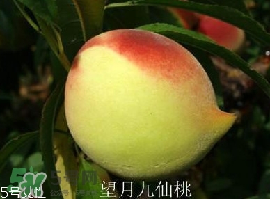 九仙桃什么時候成熟？九仙桃什么時候上市