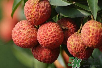 糯米糍荔枝產(chǎn)地是哪里？糯米糍荔枝上火嗎