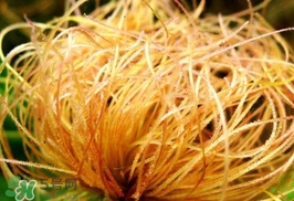 玉米須有什么功效？玉米須的功效與作用