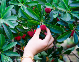 吃楊梅會感染sk5病毒嗎？吃楊梅感染sk5病毒是真的嗎？