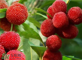 吃楊梅會感染sk5病毒嗎？吃楊梅感染sk5病毒是真的嗎？