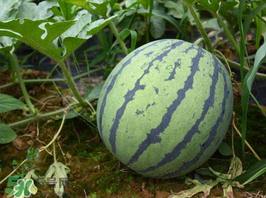 麒麟瓜多少錢一斤？麒麟瓜多少錢一斤2017？