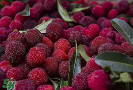 吃楊梅中毒是真的嗎？吃楊梅會中毒嗎？