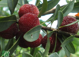 吃楊梅中毒是真的嗎？吃楊梅會中毒嗎？