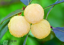 吃楊梅中毒怎么辦？吃楊梅中毒的癥狀