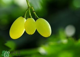 青提孕婦可以吃嗎？孕婦可以吃青提子嗎？