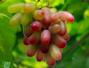 提子熱量高嗎？提子熱量是多少？