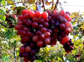 提子熱量高嗎？提子熱量是多少？