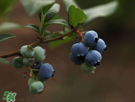 藍(lán)莓和蝦能一起吃嗎？吃藍(lán)莓后能吃蝦嗎？