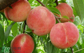 水蜜桃可以和香蕉一起吃嗎？水蜜桃可以跟香蕉同吃嗎？