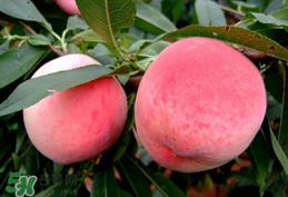 毛桃吃多了會怎么樣？毛桃吃多了好不好？