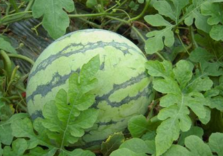 麒麟瓜多少錢一斤？麒麟瓜多少錢一斤2017？