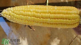 水果玉米是甜玉米嗎？水果玉米和甜玉米的區(qū)別